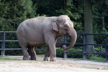 Fototapeta premium elephant maximus in India