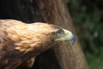 Golden eagle ou aigle royal