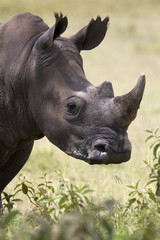 Portrait of  a while rhinoceros