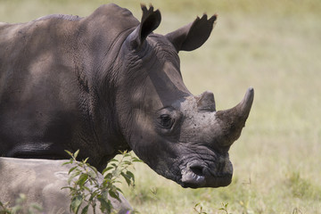 Portrait of  a while rhinoceros