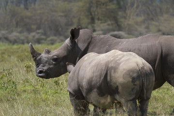 Portrait of  a white rhinoceros