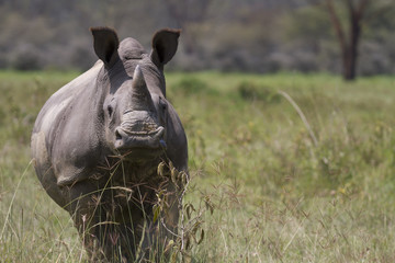 Portrait of  a white rhinoceros