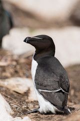 Tordalk, Razorbill, Alca torda