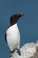 Tordalk, Razorbill, Alca torda