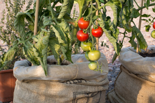 Tomatoes - Transportable plants in an urban gardening