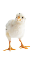 ostfriesische Möwe - Küken