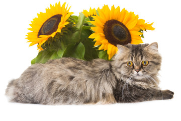 Persian cat lying with sunflowers