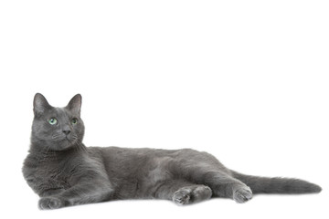 Russian blue cat lying on isolated white - 55276282