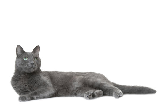 Russian Blue Cat Lying On Isolated White