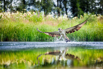 Naklejka premium Osprey rising from a lake after catching a fish