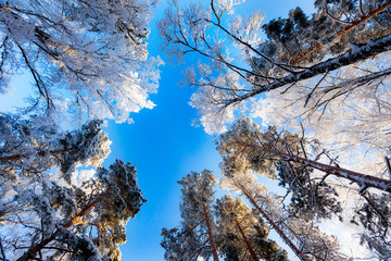 Frosty canopy of trees against bright blue sky
