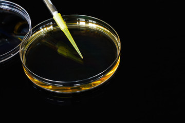 petri dish black background