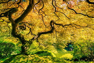 Amazing Green Tree