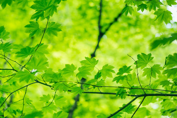 Fototapeta na wymiar Naturalne tło zielone