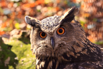 Owls, bird of prey closeup with colorfull eyes, nocturnal animal