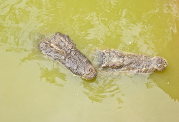 two crocodile floating on water.