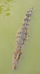 Crocodile floating on water.