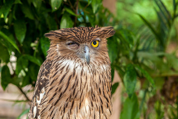 Brown owl close up