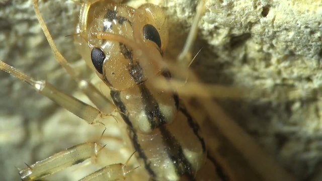 Insect macro: Scutigera coleoptrata s the house centipede or hundred-legged is a typically yellowish centipede