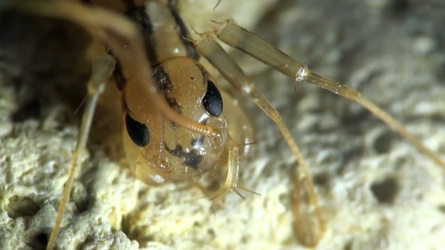 Insect macro: Scutigera coleoptrata s the house centipede or hundred-legged is a typically yellowish centipede