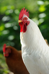 White Rooster and Hen