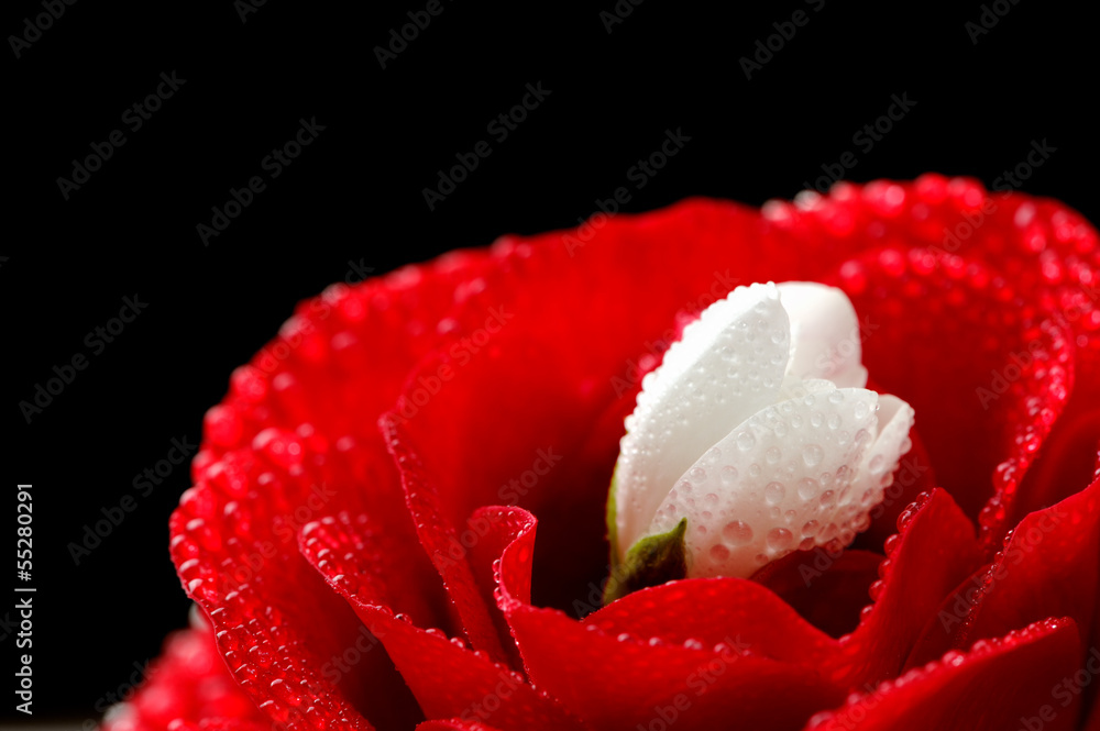 Wall mural red rose and white jasmine flower with water drops on black