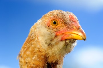 Young Domestic Chicken Closeup