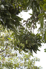 mango tree