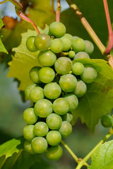 Green Grapes Growing on Vine