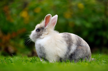 Pretty Grey and White Rabbit on Green Grass