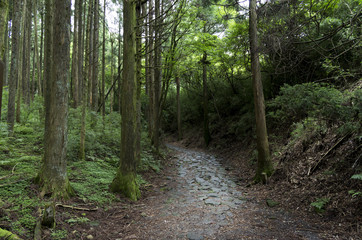 箱根の旧街道石畳