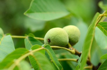 Green walnuts on a tree branch