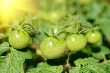 Green unripe tomatoes grow