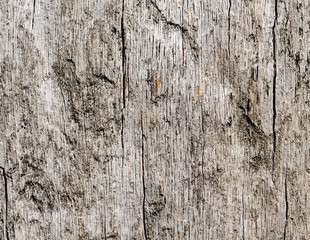 Wooden texture of oak tree