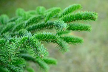Closeup photo of pine branch
