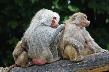 TIERE_1243_Affe_Mantelpavian