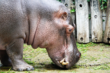 TIERE_1456_Flusspferd