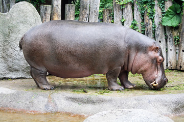 TIERE_1460_Flusspferd