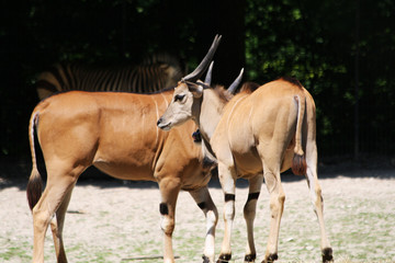 TIERE_1633_grosser_Kudu