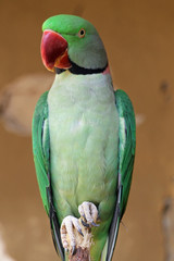 TIERE_1777_Papagei_Halsbandsittich