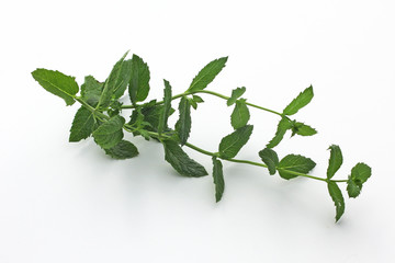 De la menthe © helenedevun