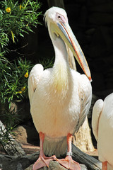 TIERE_1785_Rosapelikan