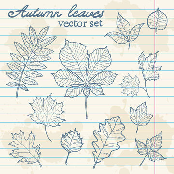Autumn leaves collection set