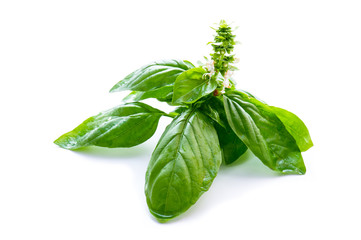Green basil with flower and water drop