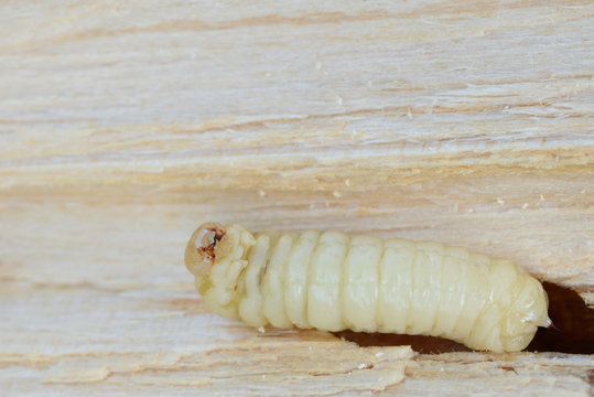 Holzwurm