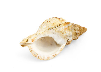 seashell
