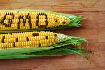 gmo concept