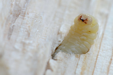 Holzwurm © Caro
