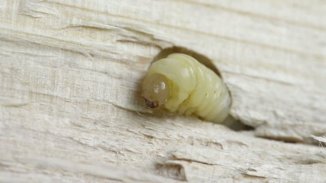 Holzwurm