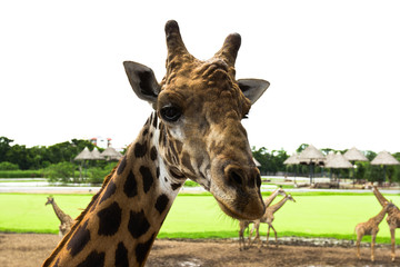 giraffe